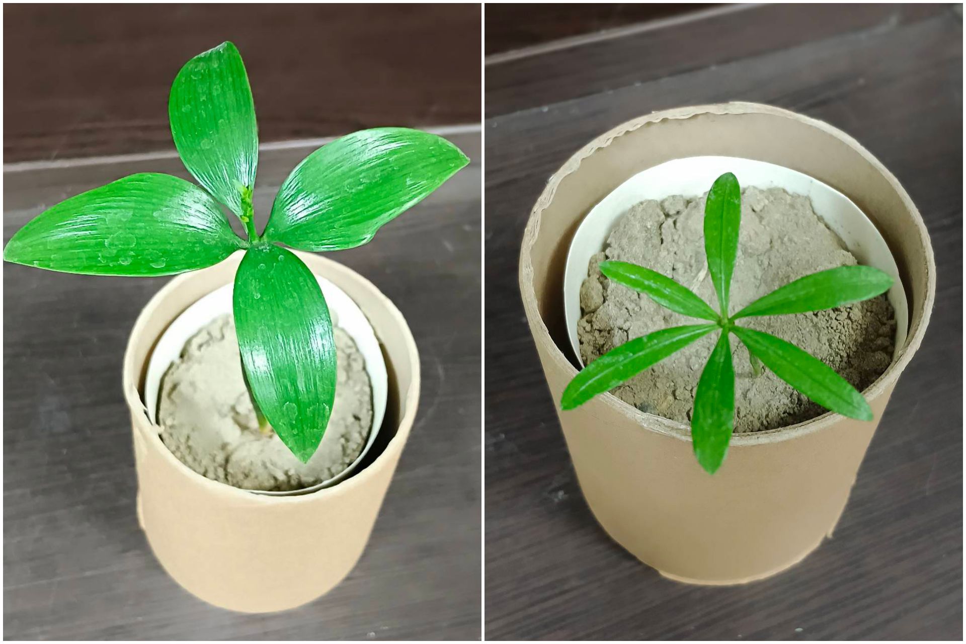 柏樹樹苗與羅漢松樹苗