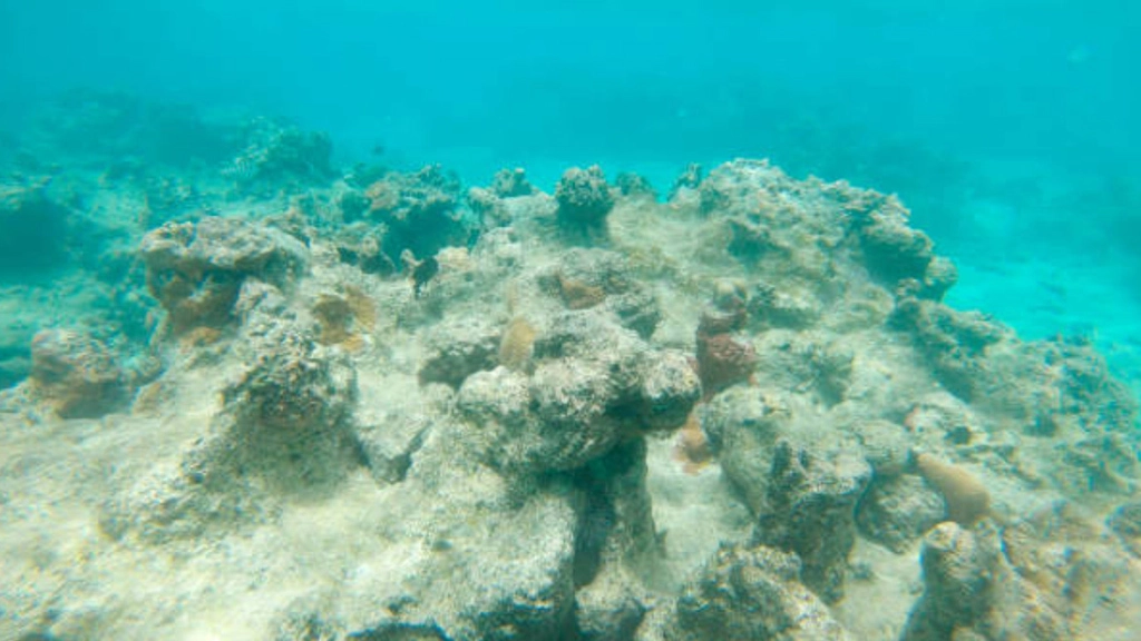 過度漁獵、沿海土地開發,導致珊瑚一片慘白。