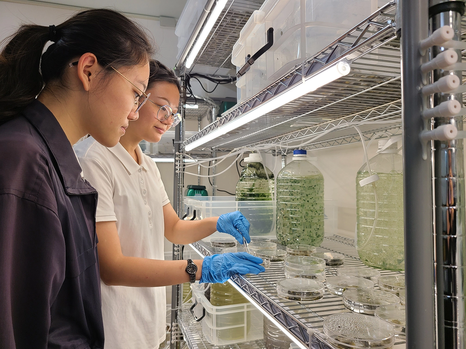 慈濟科技大學推廣新式雨來菇栽種法,期待帶動在地經濟與產業發展。