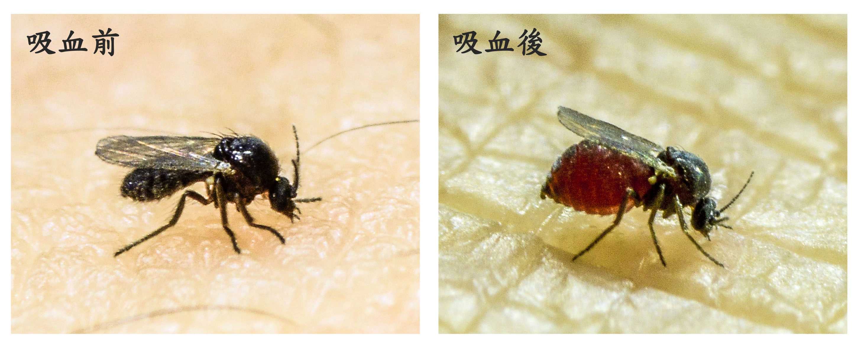 小黑蚊吸血後,可見其明顯脹大的腹部 (攝影/林哲先)。