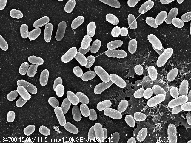 發現到的Pseudomonas monteilii TCU-CK1,可以把右旋冰片、左旋異冰片、右旋異冰片三種分子完全分解掉,餘下的就是『左旋冰片(艾片)』。
