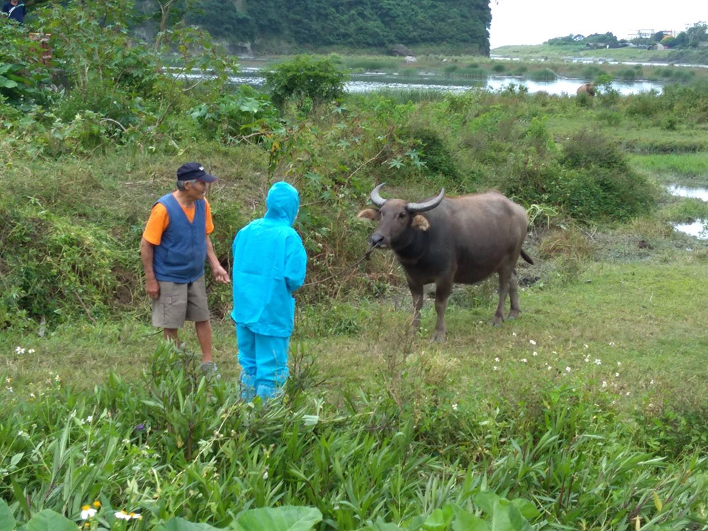 花蓮縣政府啟動牛結節疹緊急防疫措施,免費提供消毒劑和捕蚊燈。