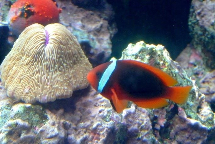 「海洋生物名稱面面觀」課程認識小丑魚(陳勇輝老師提供)。