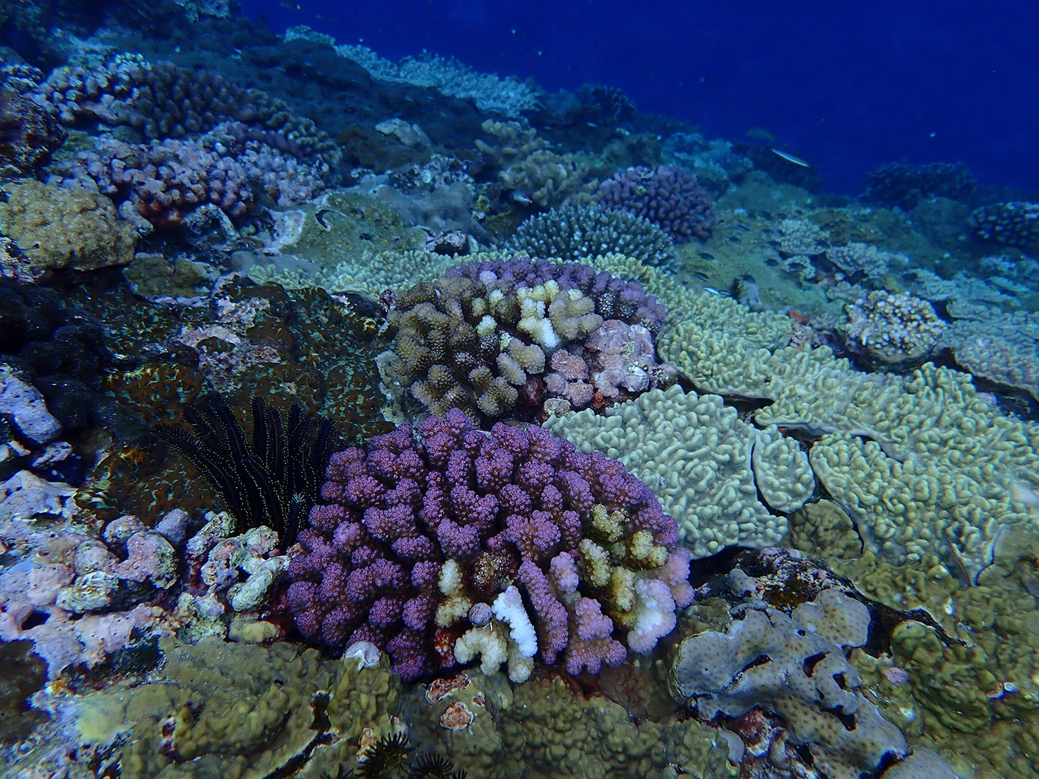 蘭嶼海域的珊瑚覆蓋度極高,但指標性魚類卻很少。