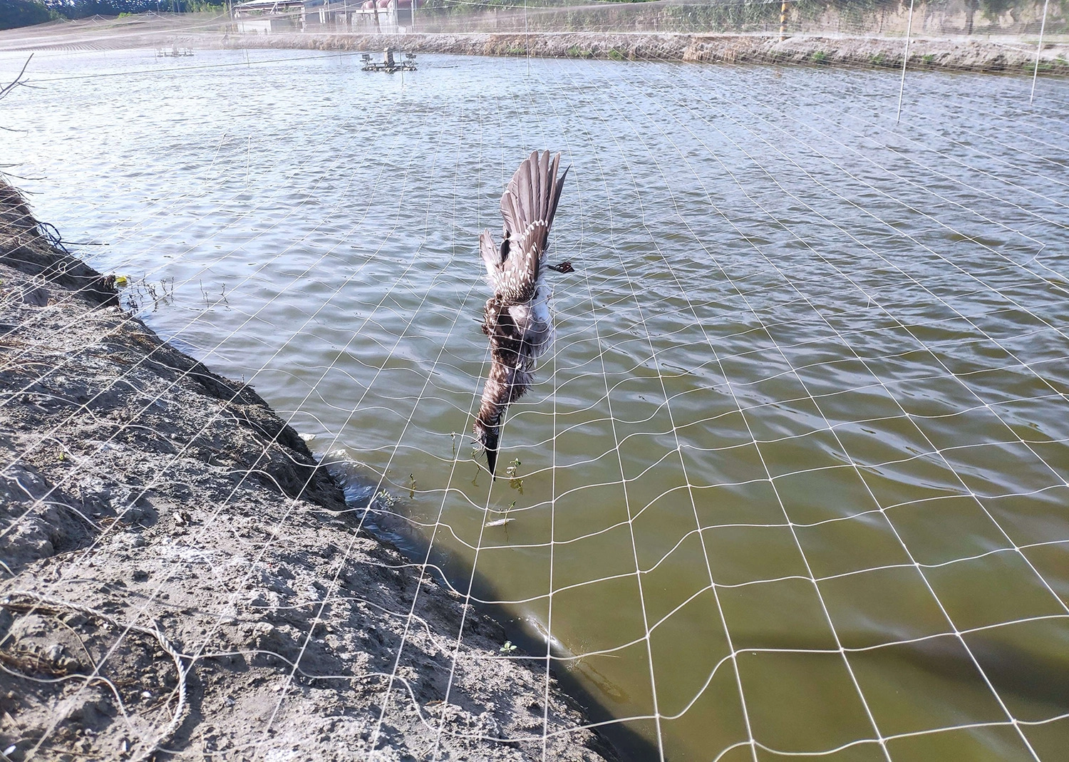 違法獵捕野生動物 將處以罰緩及刑責, 籲請農民友善防鳥 讓生態生產永續共存。