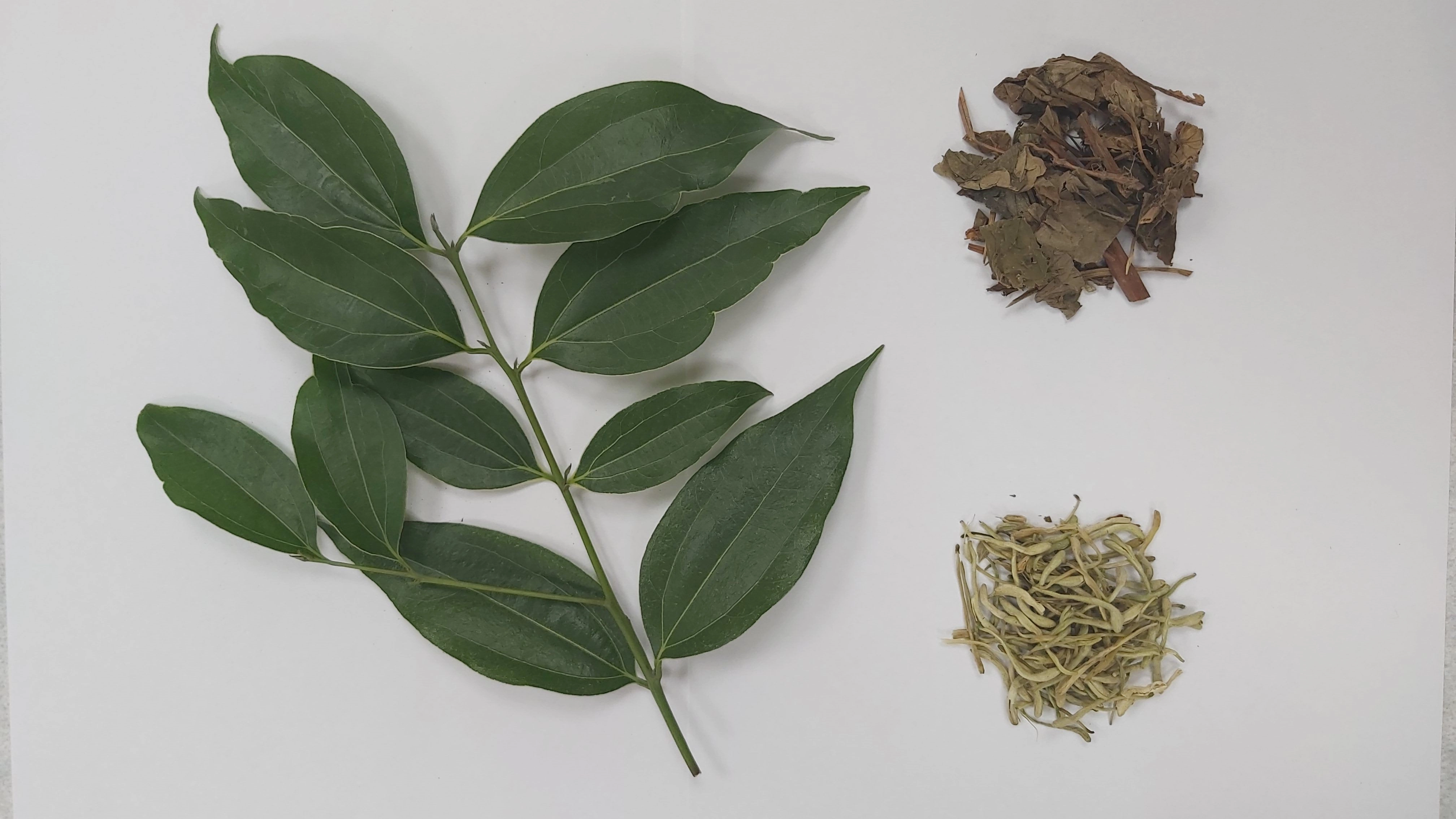 土肉桂葉(左)味辛辣,可搭配魚腥草(右上)或金銀花(右下)調整口感。 ◎藥材:土肉桂葉、魚腥草或金銀花 ◎煮法:1人份取3、4片土肉桂葉,添加酌量(約0.5錢)魚腥草或金銀花,放入500cc的水煮汁,煎煮至水滾即可。