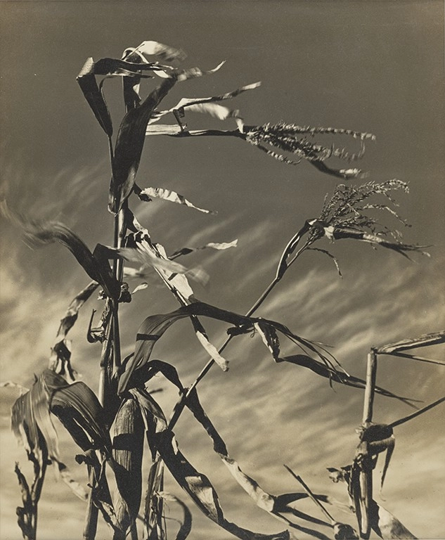秦凱〈風(動)〉1939,紙質,29.2x24cm。
