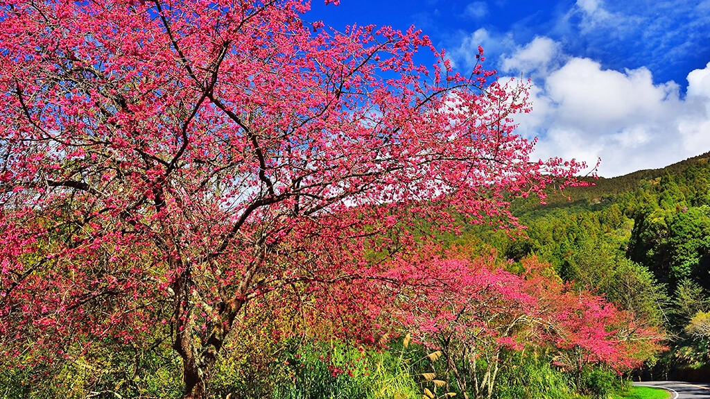 一年一度阿里山花季即將在3月10日展開,並持續至4月10日。