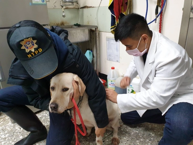 警犬隊Quill到動保處施打狂犬病預防注射,預防勝於治療。