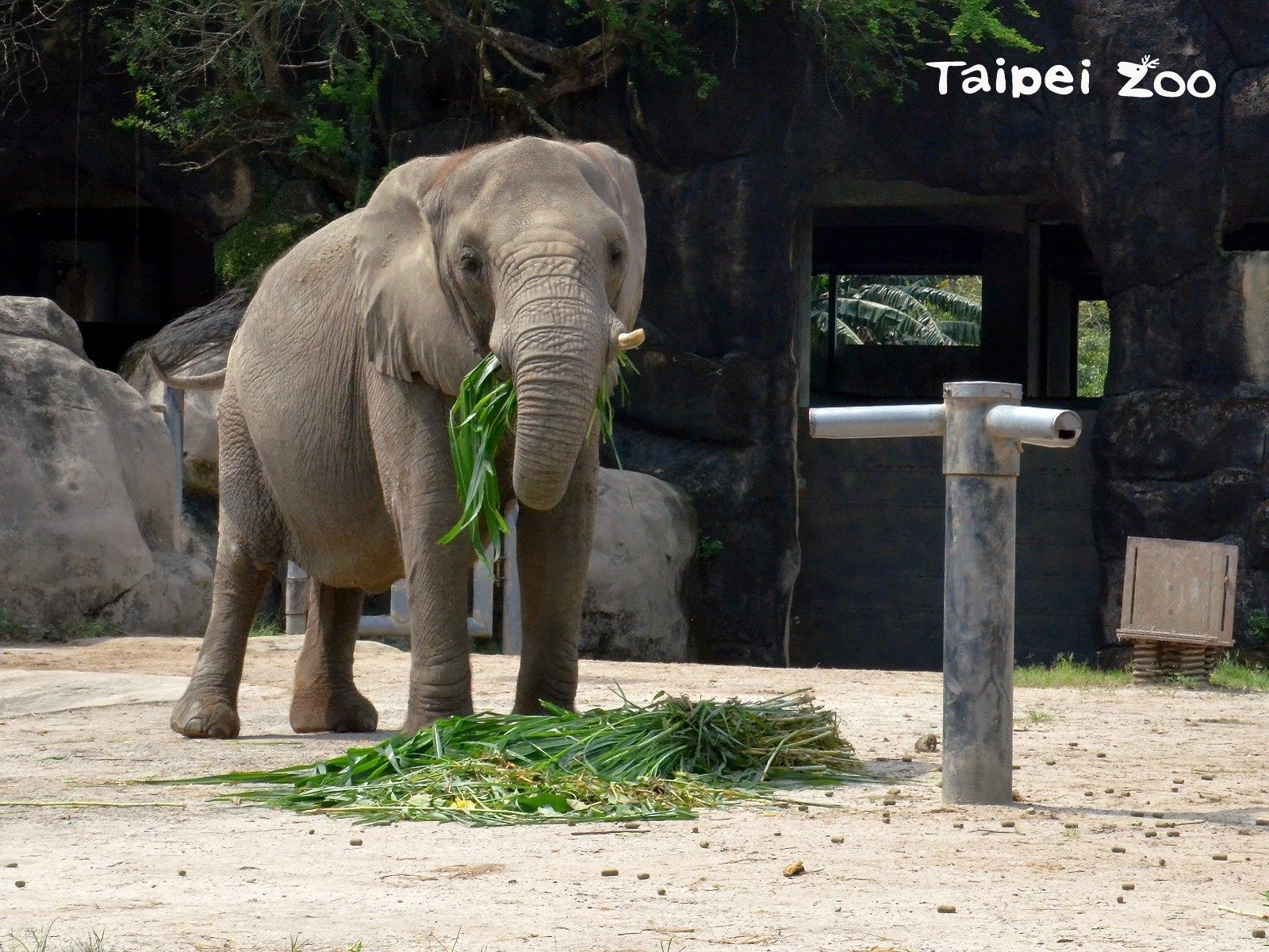 1月份的星期六上午11點,記得來非洲動物園聽保母講古哦!