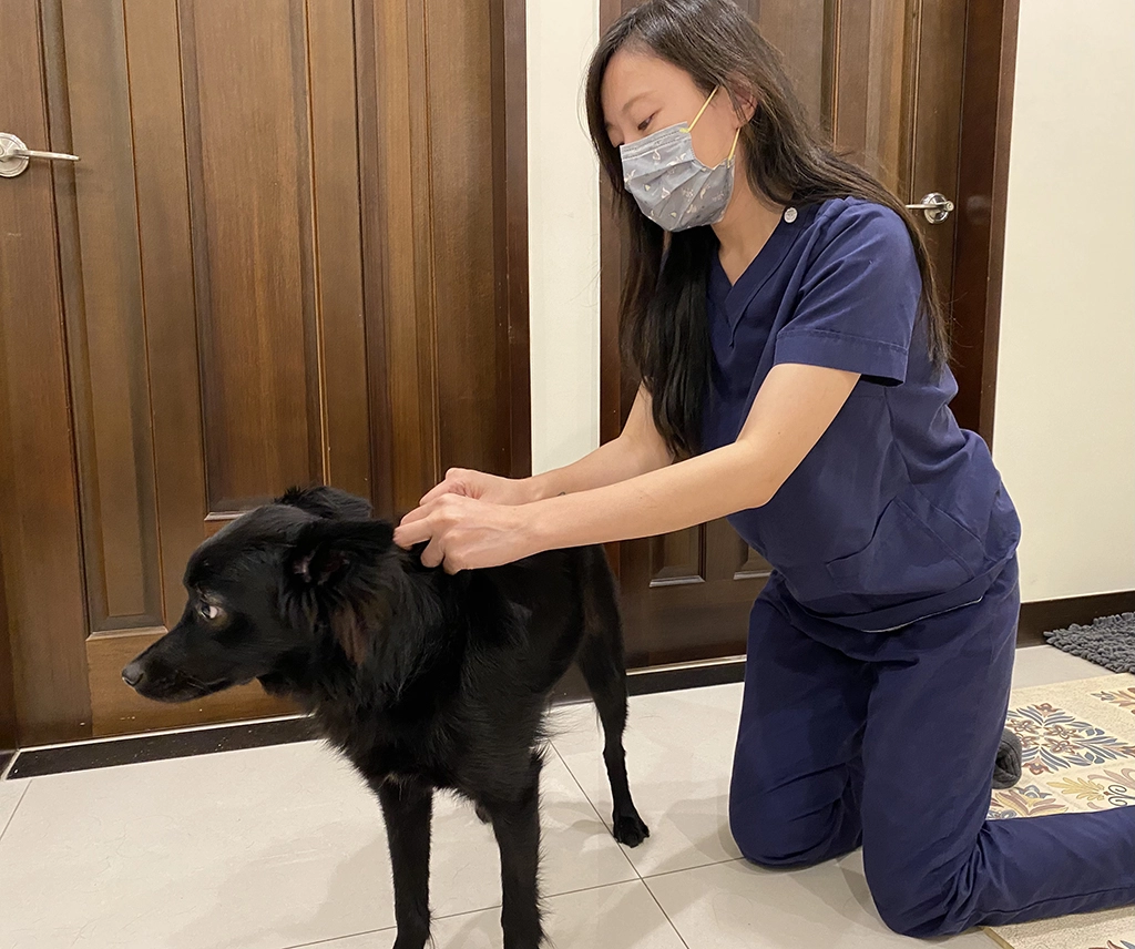 飼主每個月使用壁蝨預防藥,讓家中寵物遠離壁蝨的威脅,共同守護毛寶貝安全。