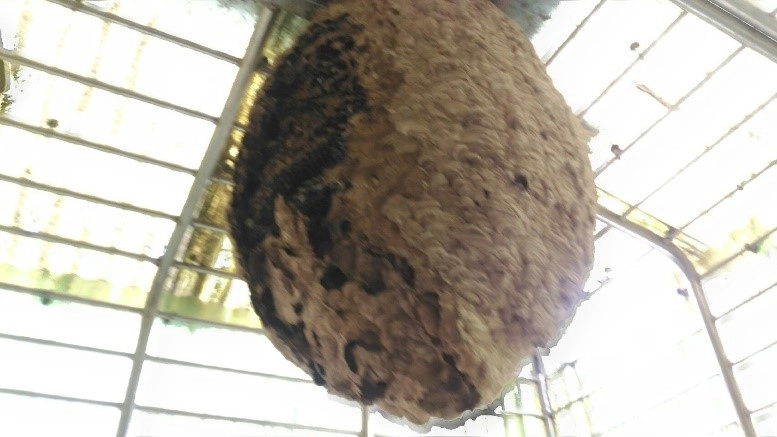 此顆虎頭蜂窩側邊已崩壞,確定已無虎頭蜂存在,是個「空包彈」蜂窩,不具立即性危險。