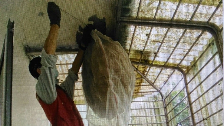 在確認是個「空包彈」虎頭蜂窩後,駐區獸醫王嚴緖未著捕蜂裝備,從容不迫地摘除蜂窩。