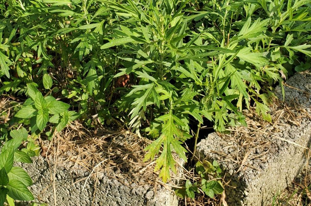 自家種植香草植物,可以驅蚊蟲或作為調味品。
