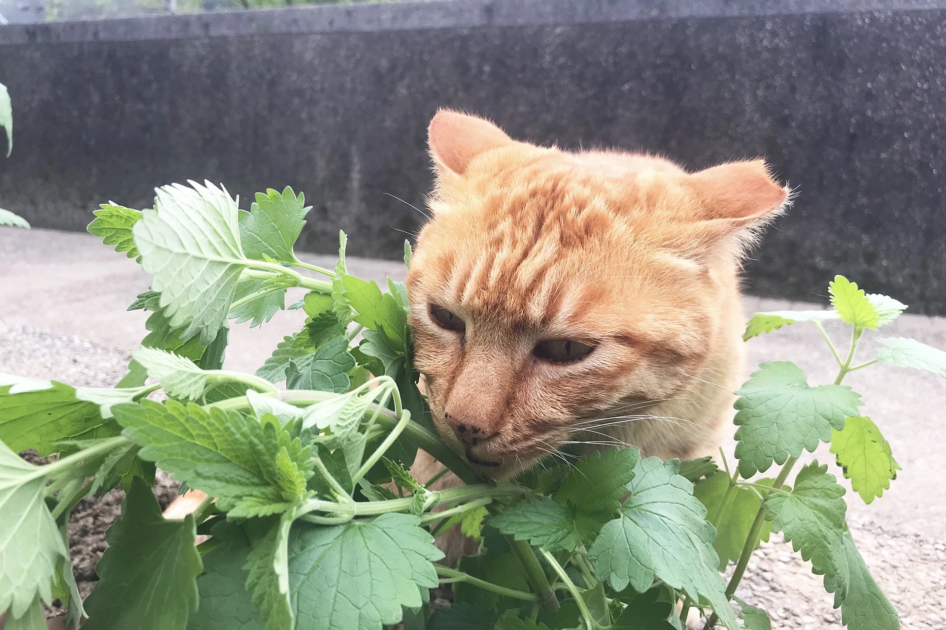 打造貓咪樂園,動保處響應植樹節種植國寶鐘萼木、貓薄荷