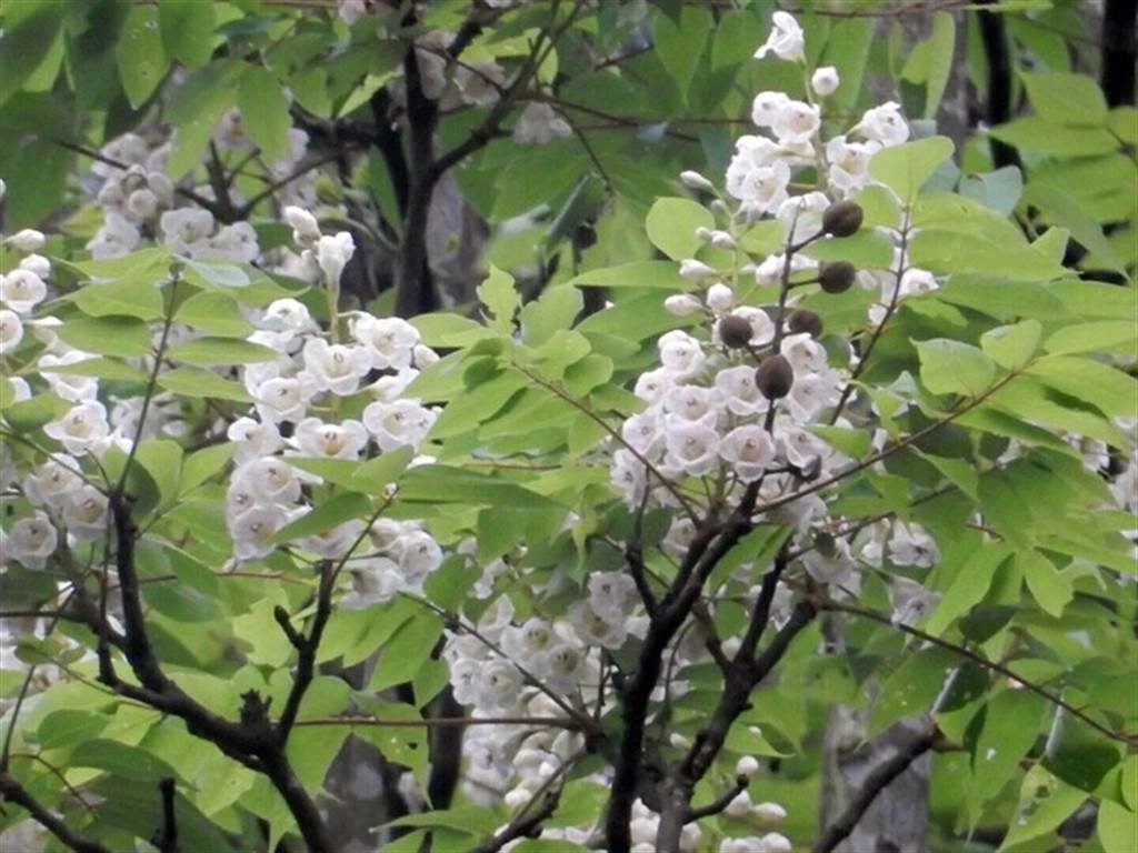 因開花時像倒吊鐘而得名,又稱伯樂樹或鐘古樹。數棵國寶級活化石「鐘萼木」盛開,美不勝收
