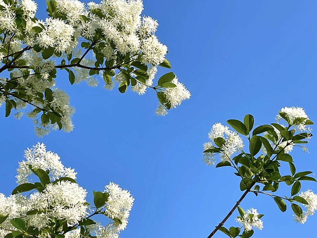 木犀科流蘇樹屬落葉性中喬木,花冠純白色,頂生具芳香,細長花冠四深裂向上綻放。