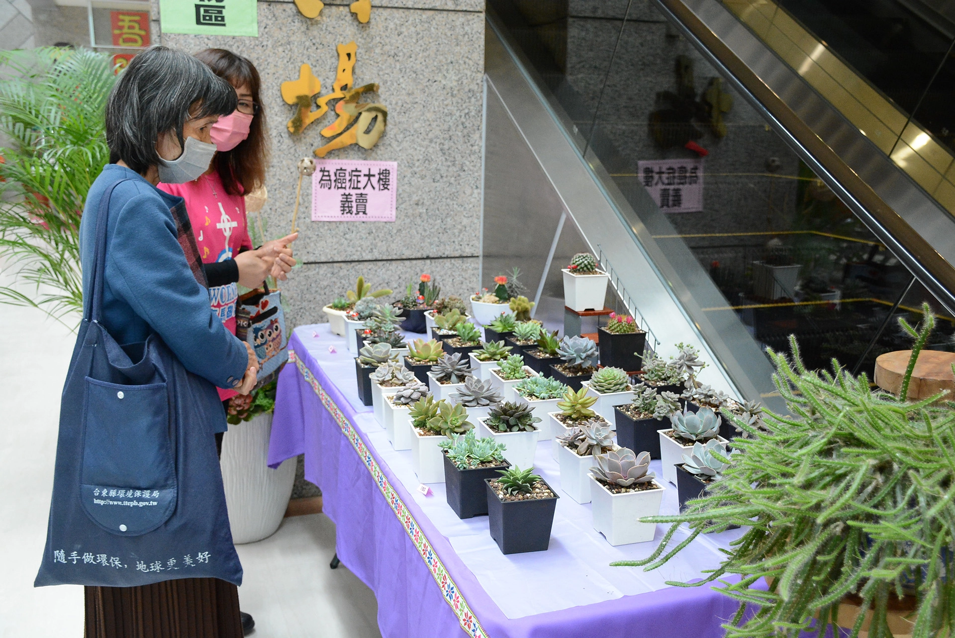 綠手指之稱的馬秋琴,展出大家最愛的多肉小盆栽