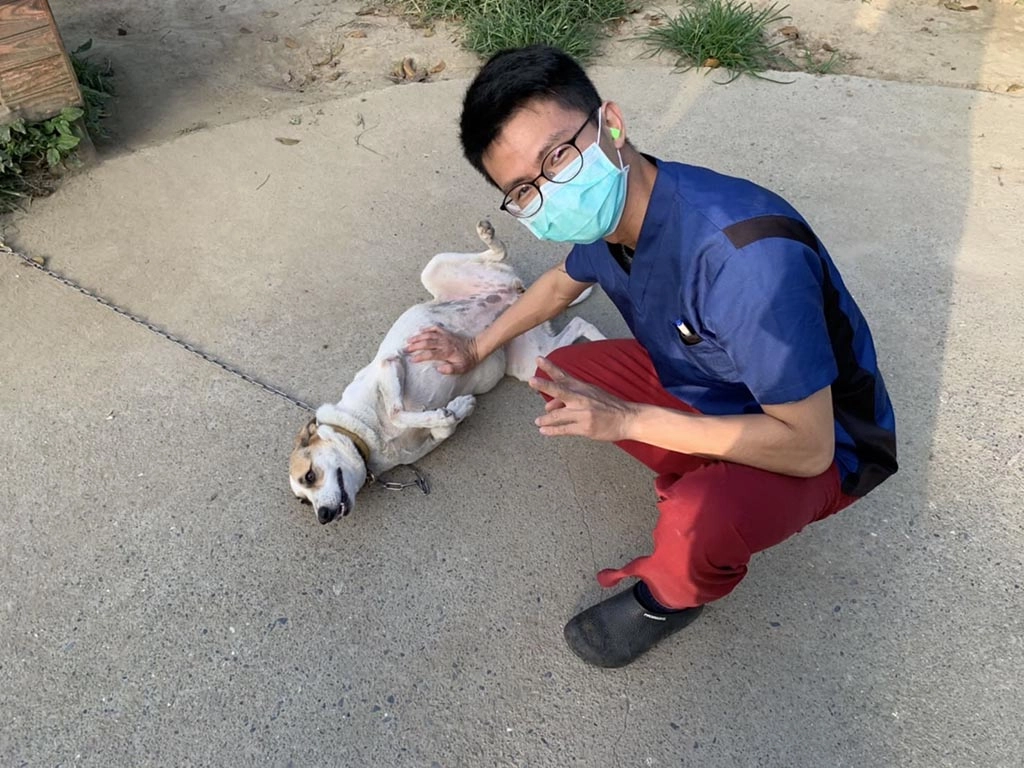 圓仔深受動物之家獸醫師喜愛。
