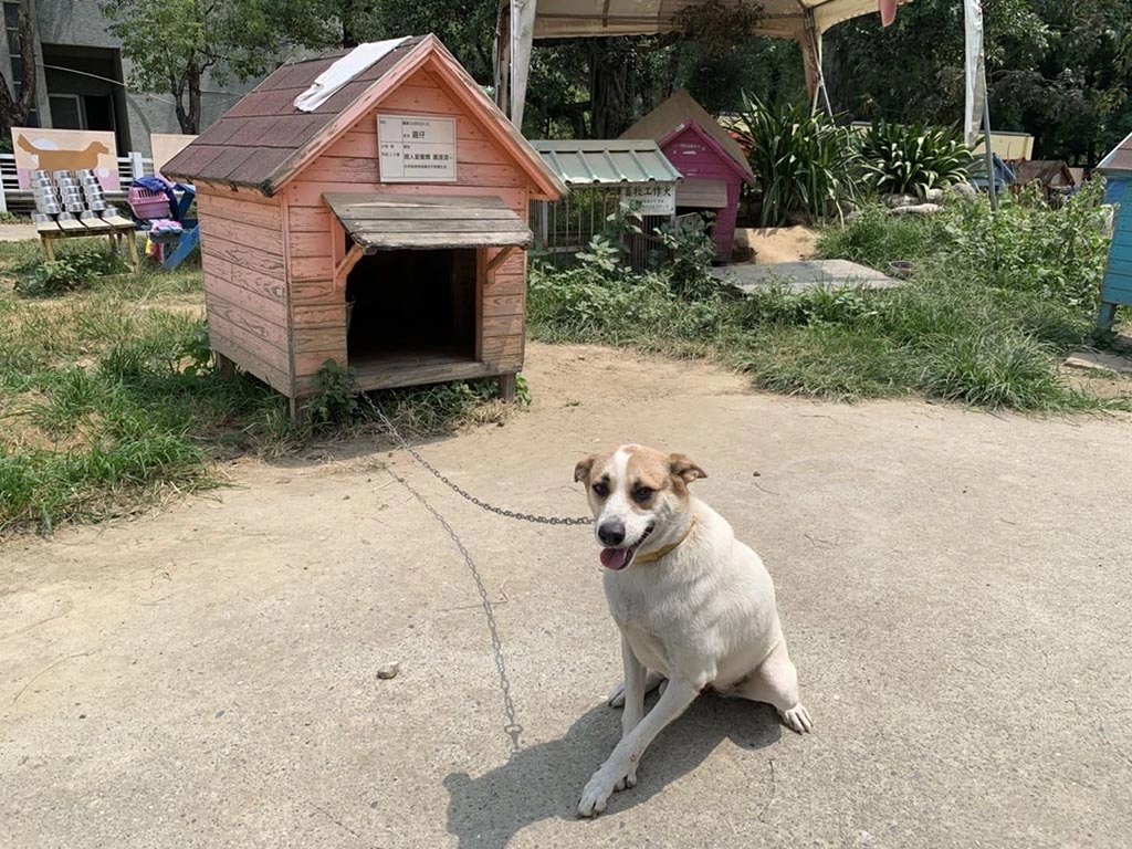 圓仔於動物之家善化站待認養。