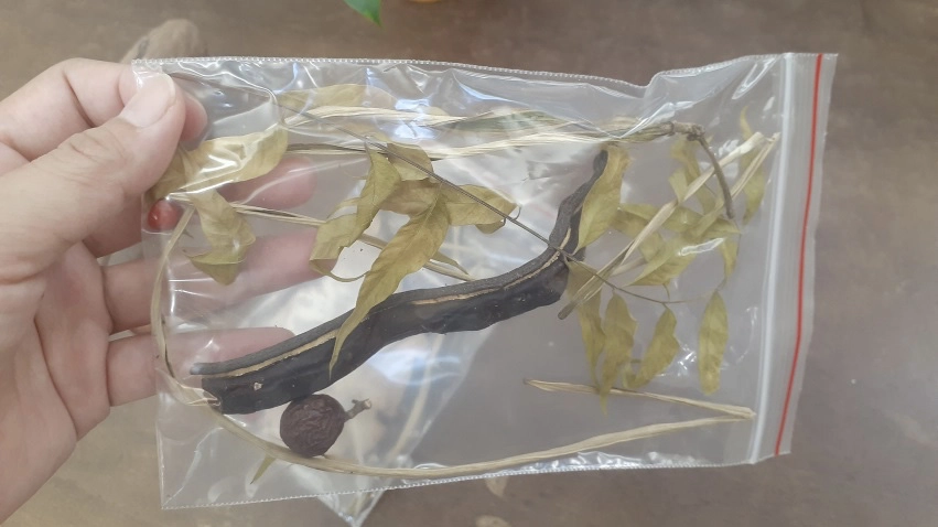 平常就在生活週遭的植物,你認識多少呢?