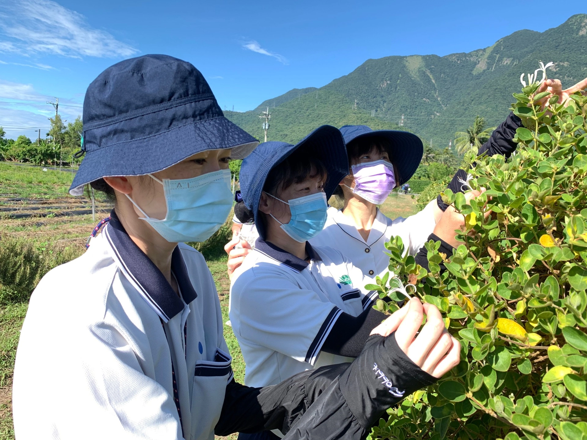 出坡採收金銀花體會精舍師父一日不做一日不食