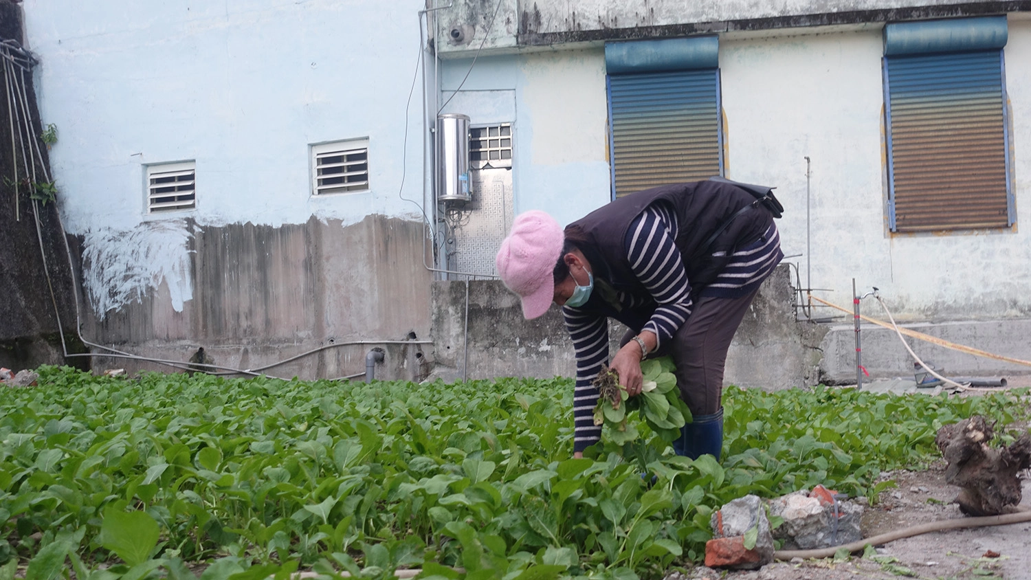 張女士在冬至這天聽聞慈濟要來了解重建進度,親手摘了一箱油菜請鄰居幫忙送給慈濟。(攝影:陳誼謙)