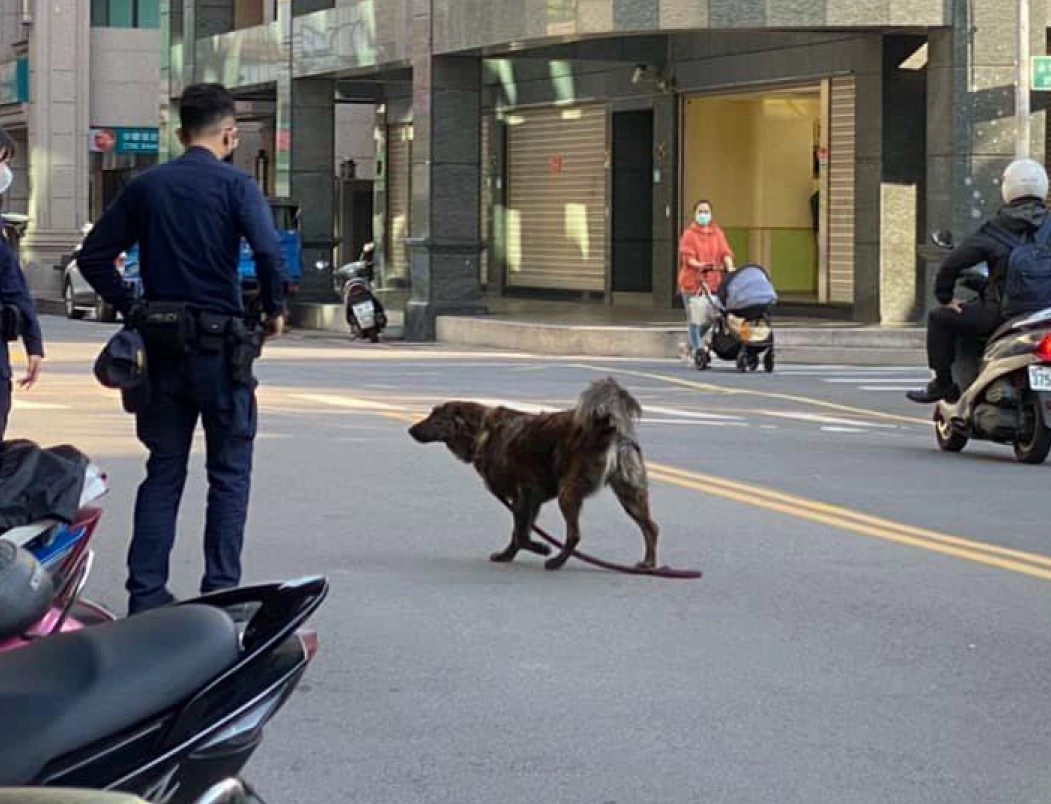 蘆洲區攤販放任犬隻於馬路間穿梭,警察到場關心