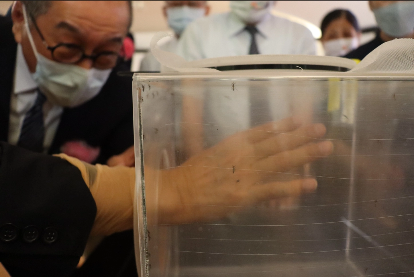 「雄蚊體驗箱」裡面有超過一百多隻雄性蚊子,這些雄蚊完全不會叮咬,原來會吸血的蚊子是雌性,讓不少實際體驗的民眾驚呼「長知識了」。