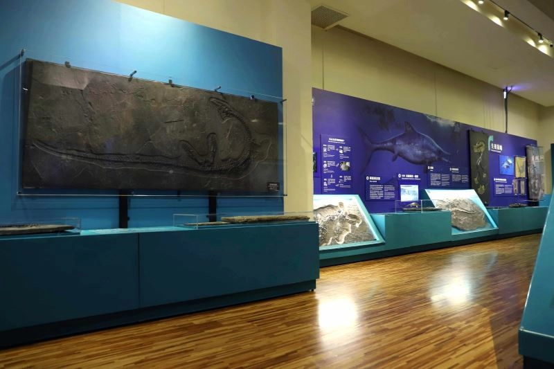 展場一隅(左上為臺博館典藏「黃果樹安順龍」化石)