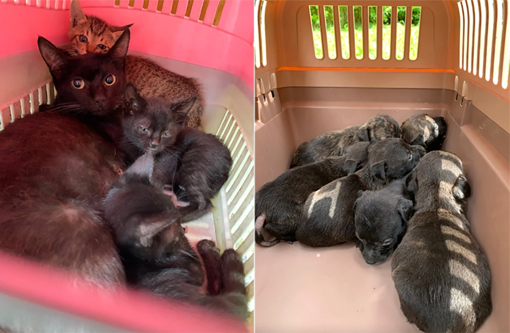 左圖:母帶子一起救援避免「骨肉分離」。右圖:沒有媽媽的奶犬無助地團抱在一起。