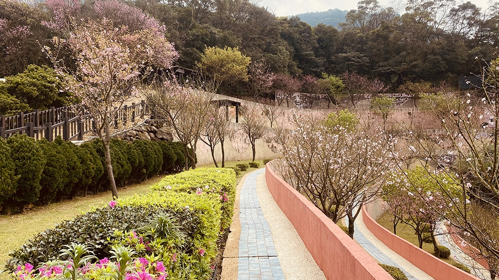 三芝櫻花生命園區啟用邁入第十年,植存人數大幅攀升。(民政局提供)