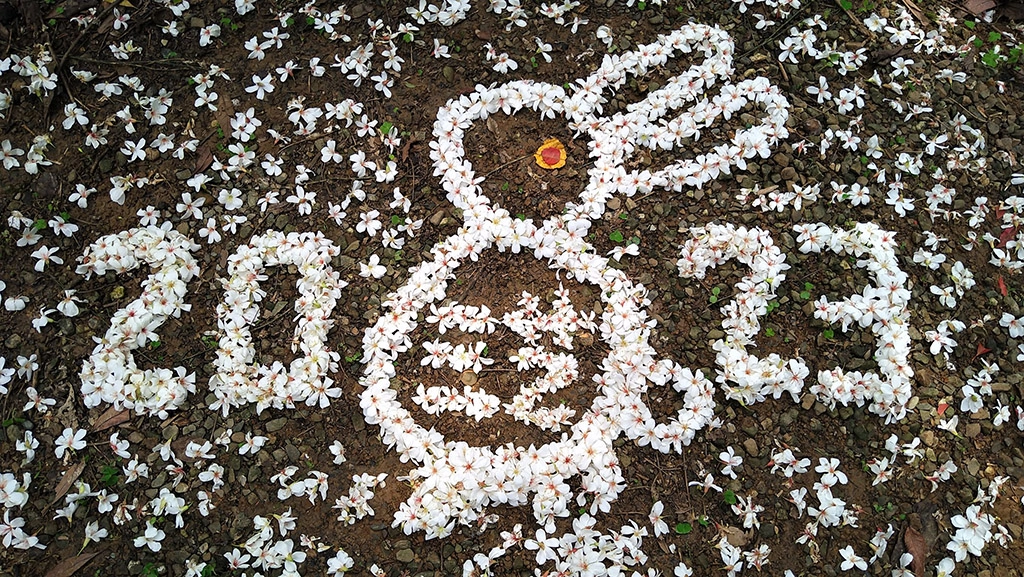 桐花落花鋪排成趣