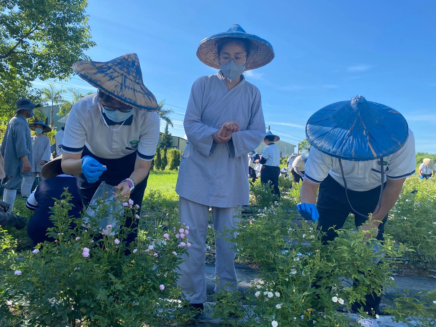 晨起出坡採摘月亮玫瑰,一株一株用心溫柔採摘。