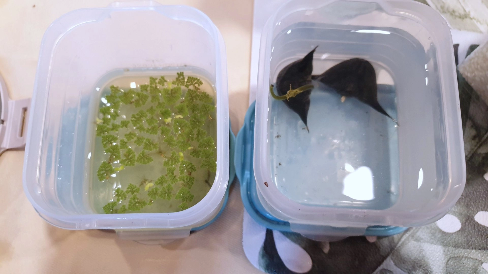 這些農友為了不灑農藥,戴頭燈抓鍋牛,有的要扛著自製工具撈福壽螺,今天農友也帶來他們的產品,如何與環境共好。