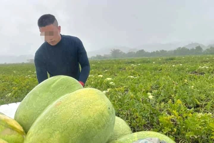 小龍在西瓜田打工,經常得要一大出門工作。