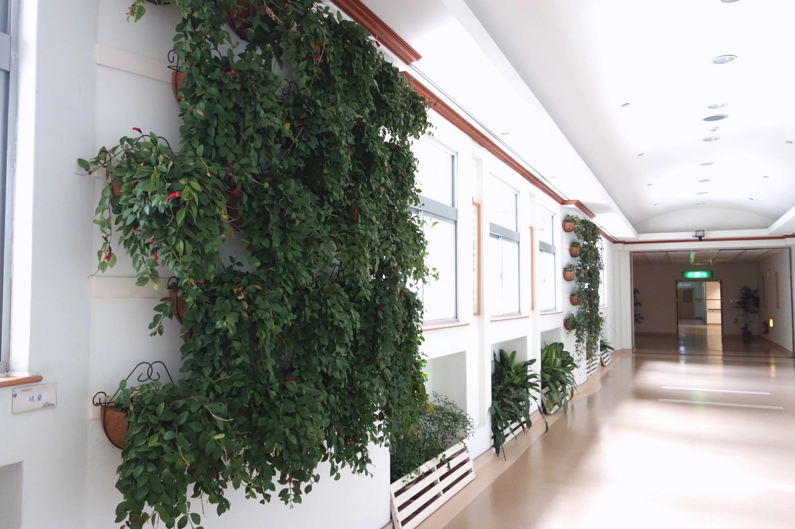 室內植物牆隔絕日光直射