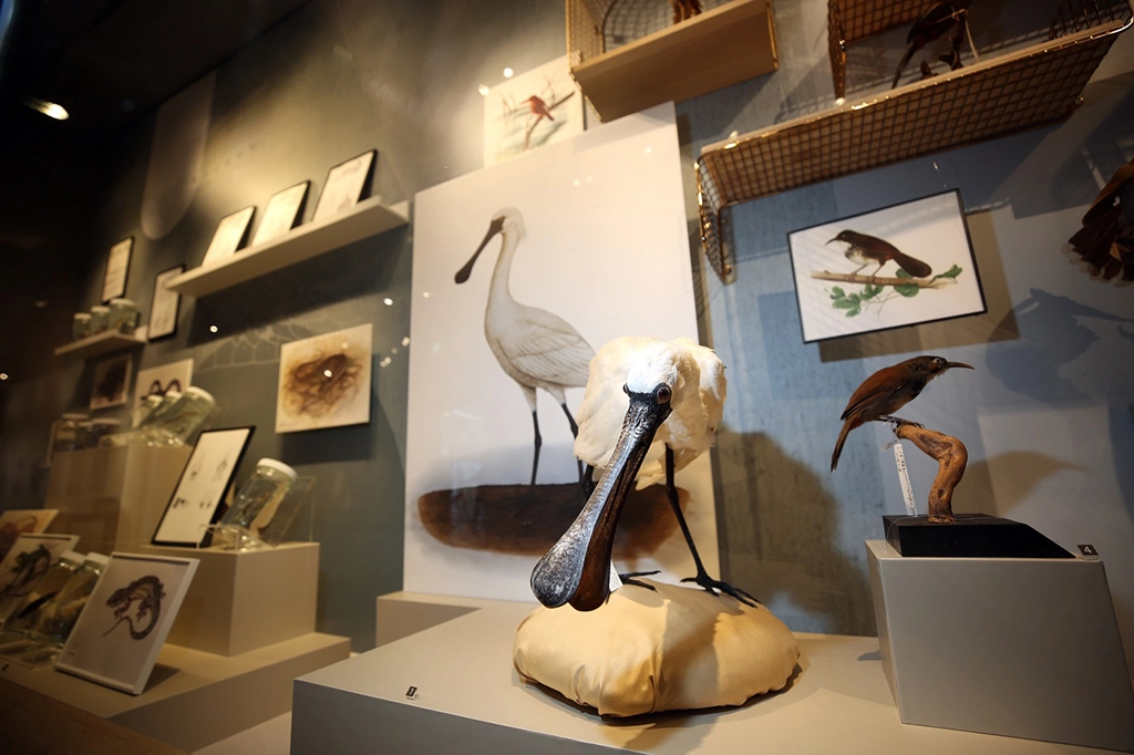 《科畫博物》特展「理科畫風」展區以科學家理性觀點呈現科學繪圖,搭配對應蒐藏標本。