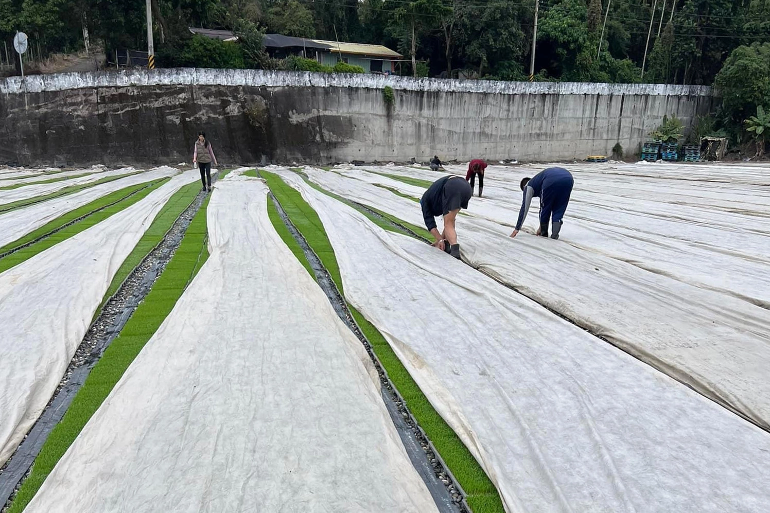 圖片說明:秧苗覆不織布/青農李建瑩提供