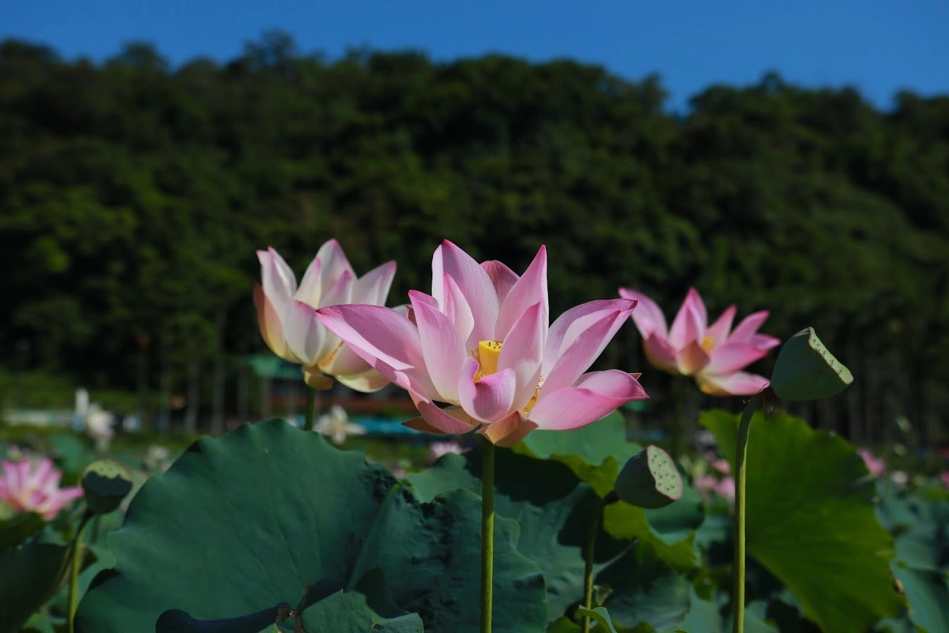 雙溪區荷花已經開始悄悄綻放,預計6月中最美,端午連假來雙溪上林里賞荷花正是時候。