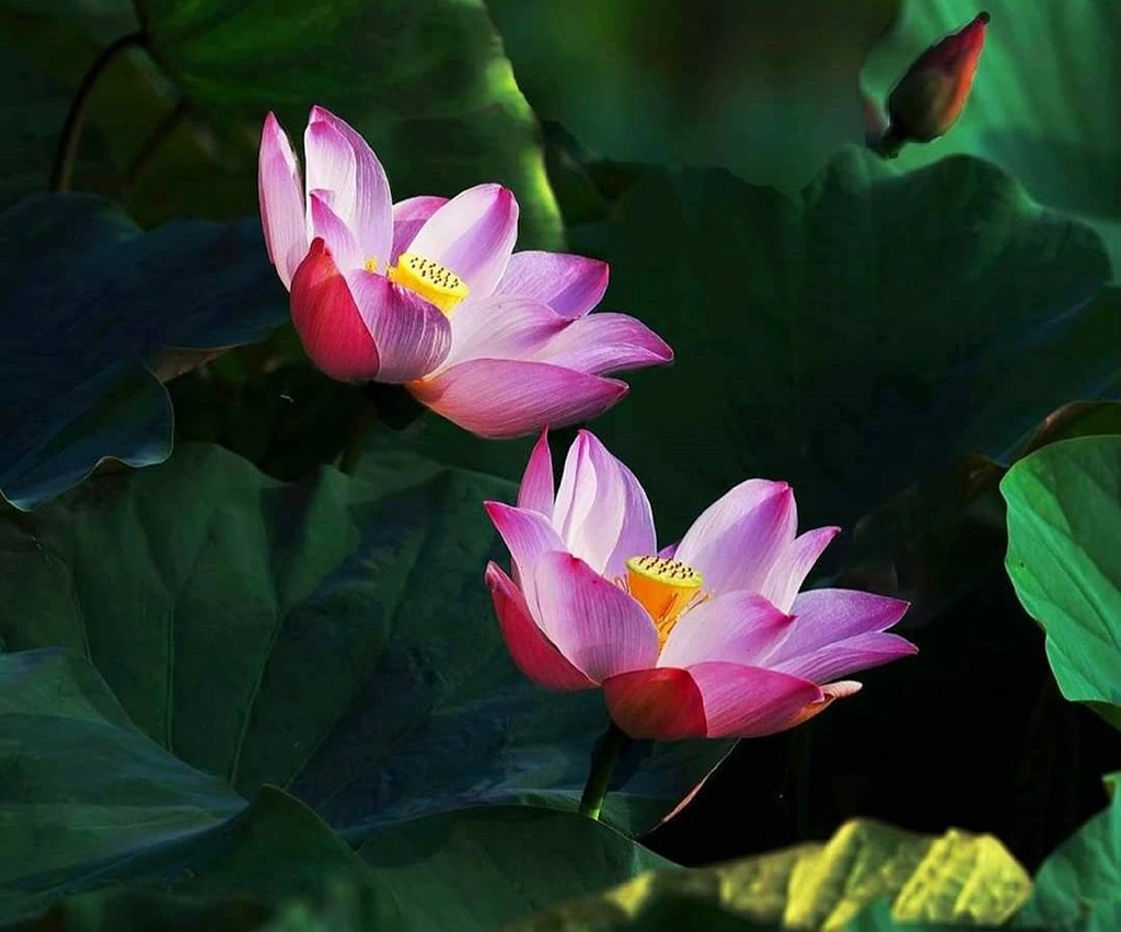 2023白河蓮花季(白河區公所提供)