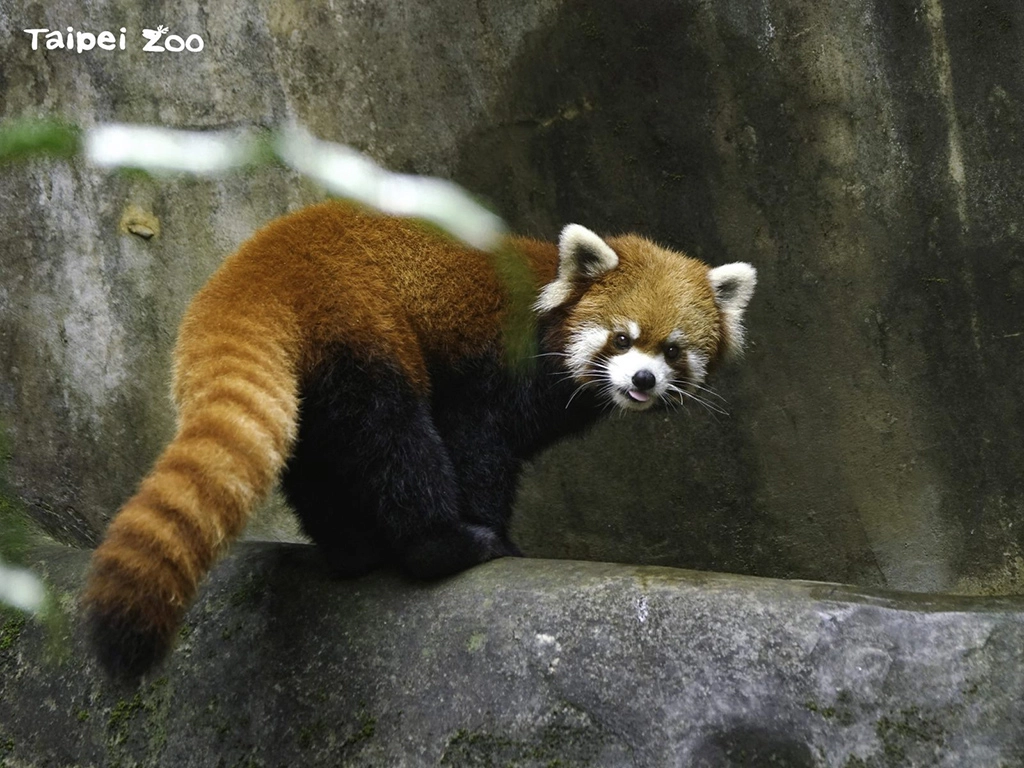 世界各地的動物園、水族館和保育機構在生物多樣性保育工作中,扮演域內或域外保育的角色(小貓熊-詹德川攝)