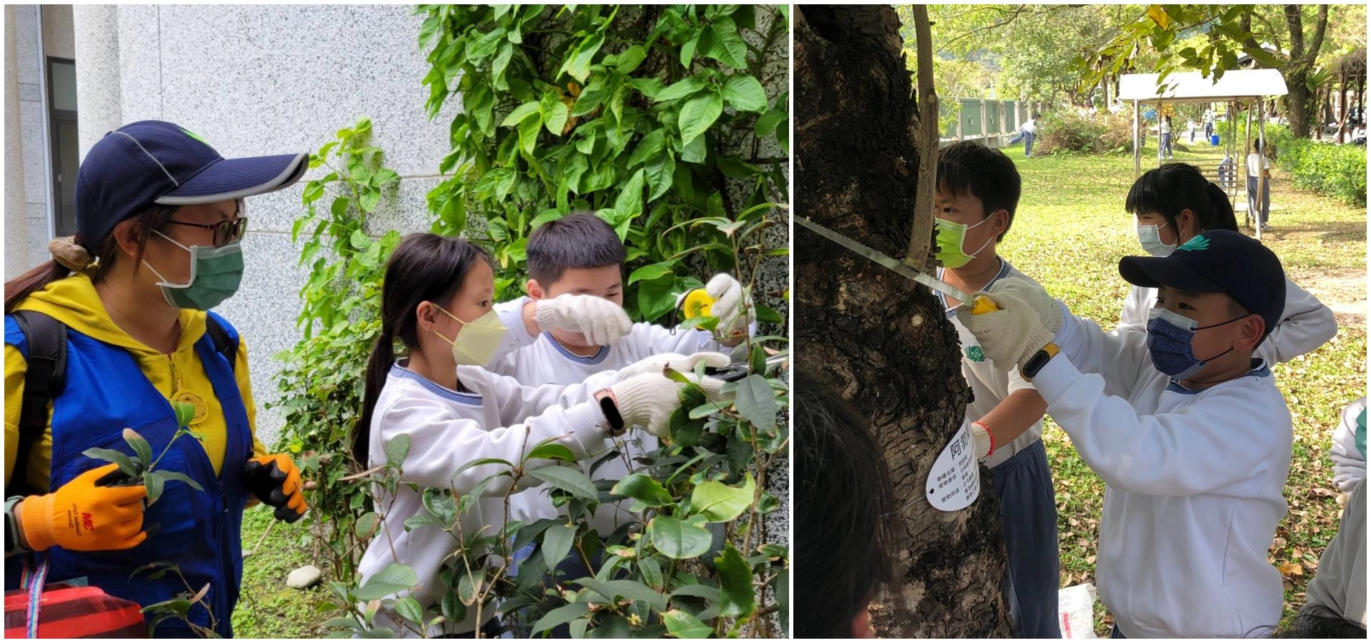 (左圖)林務局同仁指導三年級學生修剪修剪桂花側枝(右圖)四年級學生修剪樟樹側枝