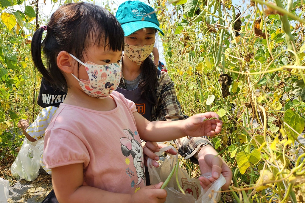 教保老師帶領幼童採豆,體驗田園樂趣。
