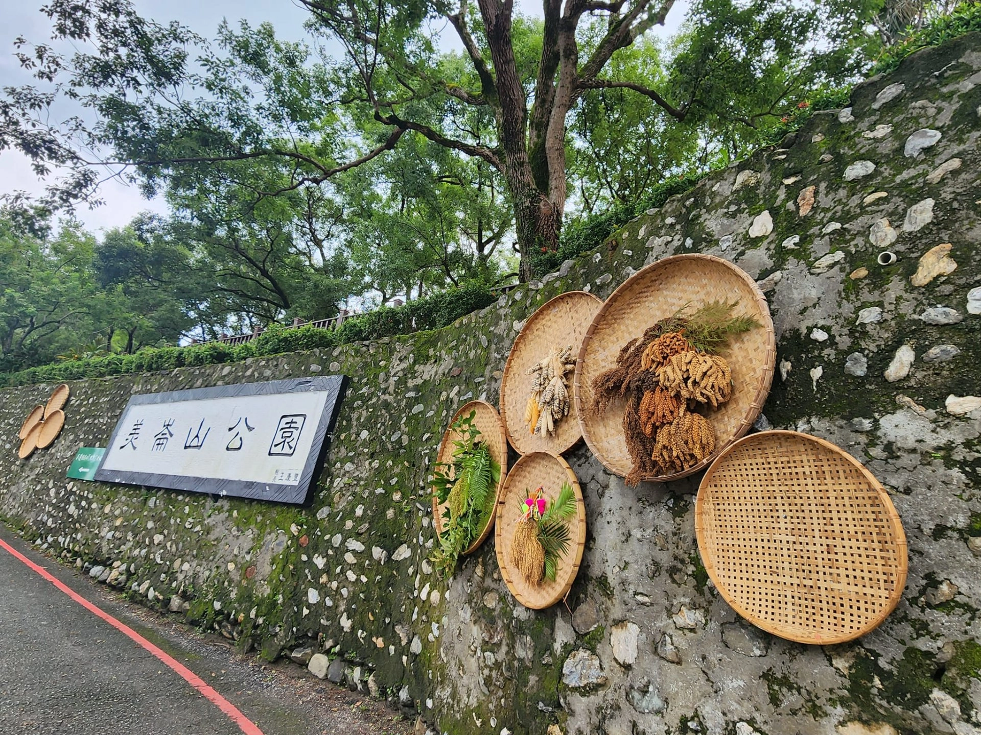 竹編籃 保種植物