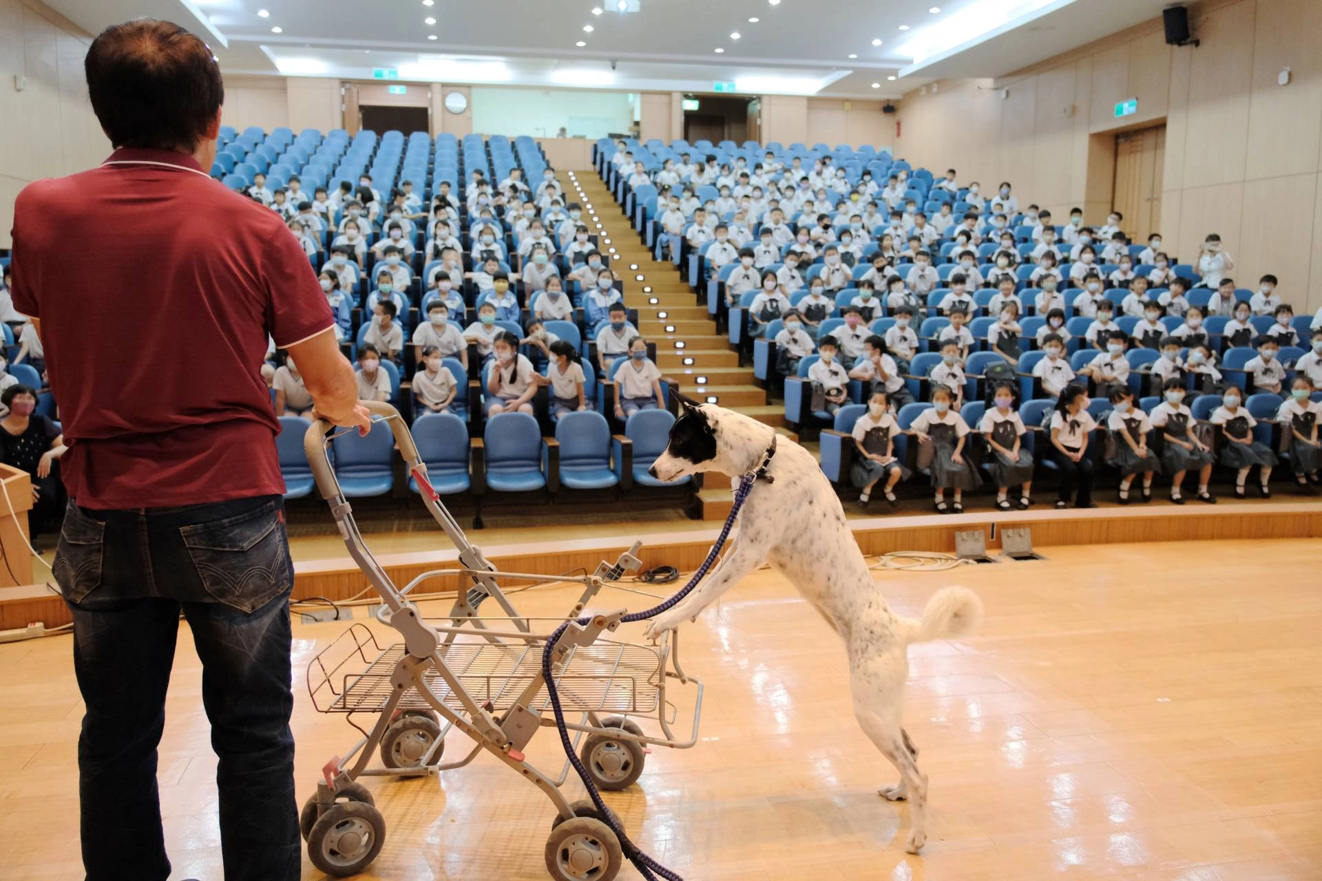 狗狗經過訓練,可以幫忙推車。