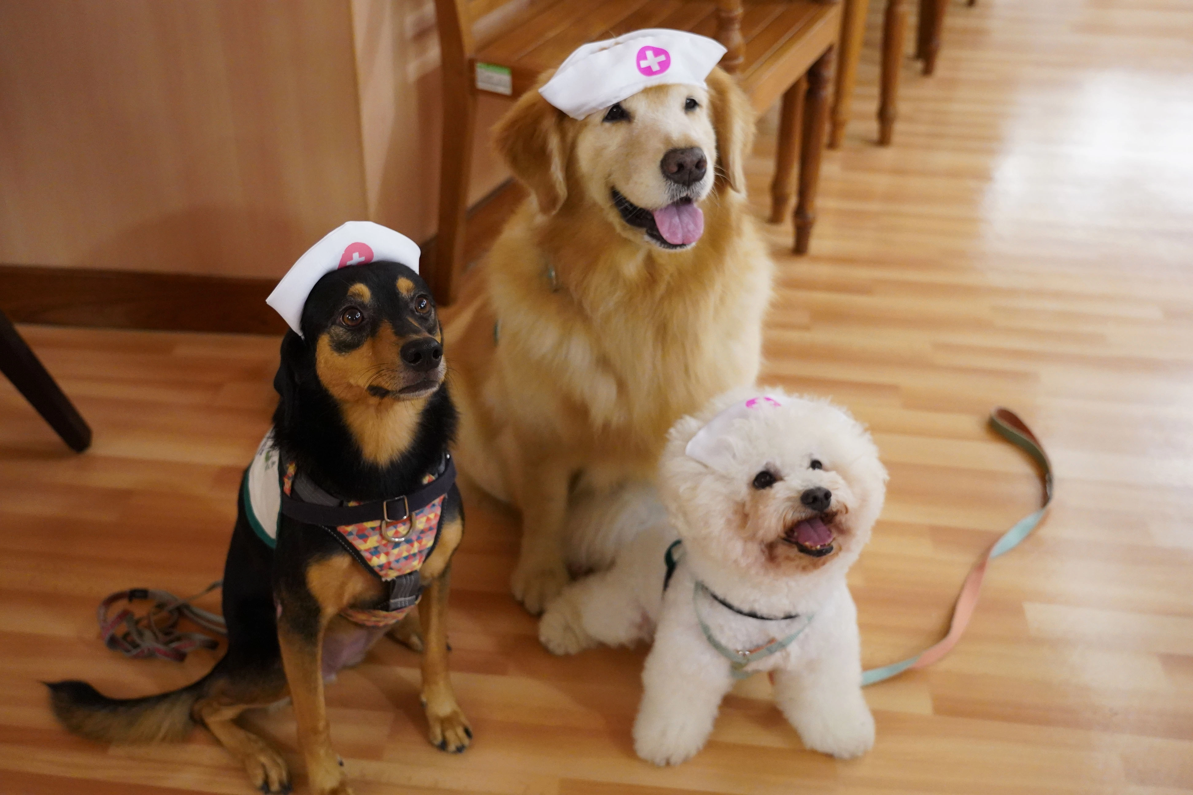 三隻超萌治療犬在動物輔助治療與長照護理結合課程中,實際與學員互動。
