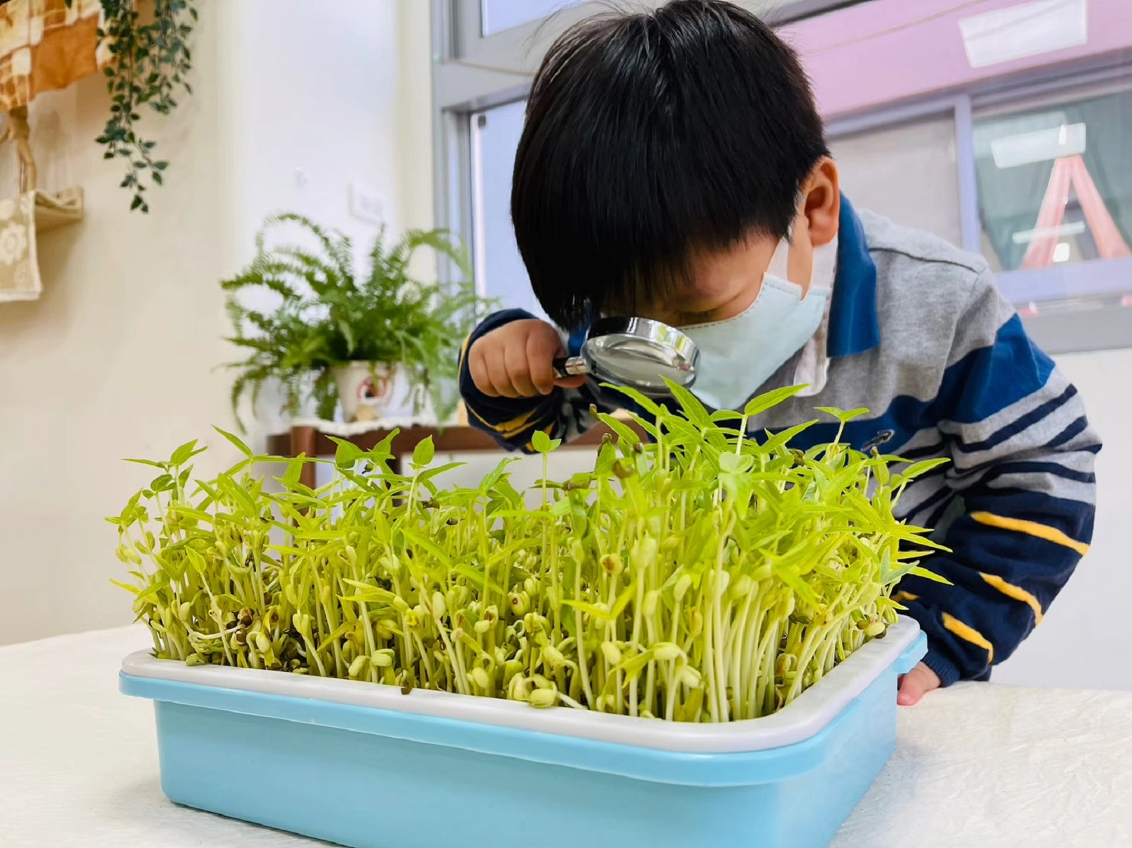 幼兒觀察與測量綠豆芽變化(桃園市大和非營利幼兒園提供)
