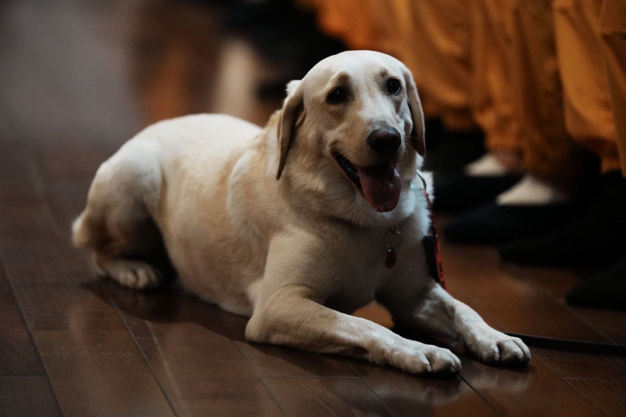 花蓮縣消防局搜救犬Hero,跟著花蓮縣消防局特搜隊代表一起參與靜思堂祈福會,展現出乖巧安住當下的超萌模樣。