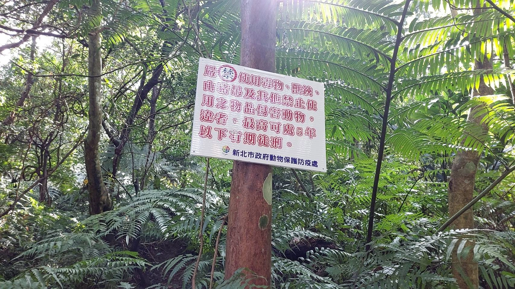 動保處設置禁用捕獸鋏,山豬吊告示牌,最高可處五年刑責告示牌。